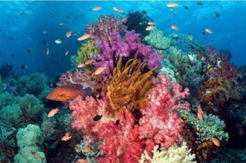 珊瑚礁为什么会消失