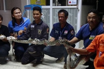 泰国保安晚上骑单车上班辗过3米巨蟒