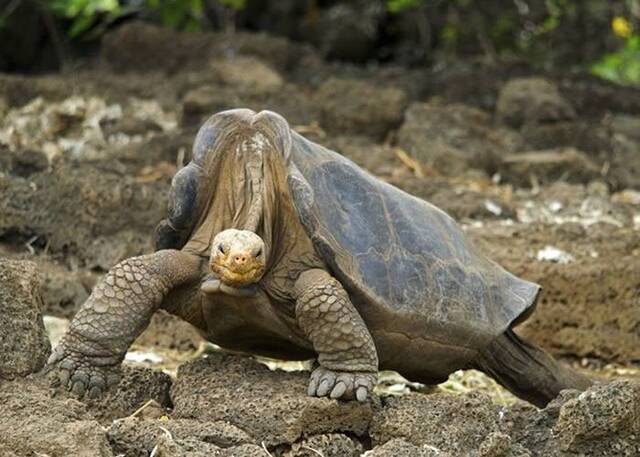 厄瓜多尔加拉伯戈斯群岛发现30只象龟 其中一只有“孤独乔治”品种之基因