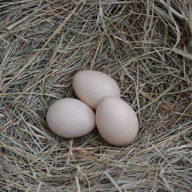 印尼黑鸡品种“西马尼乌鸡”（Ayam Cemani）生出来的鸡蛋却是米白色的