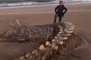 席亚拉飓风把神秘海洋生物骨骸带到苏格兰东北海岸