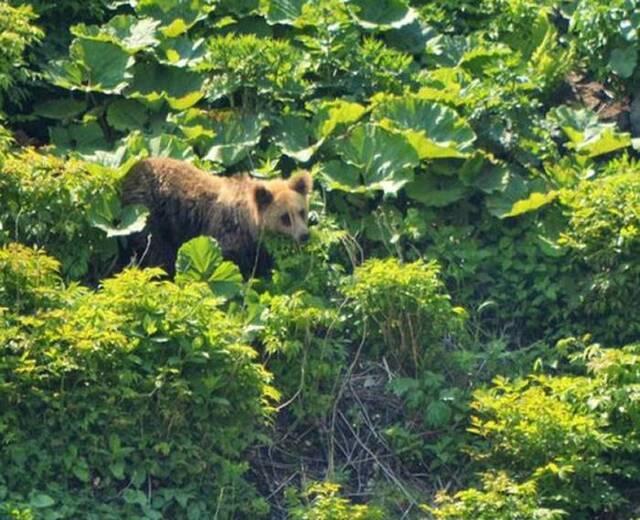 日本北海道世界自然遗产知床发现有点像“熊猫”的棕熊