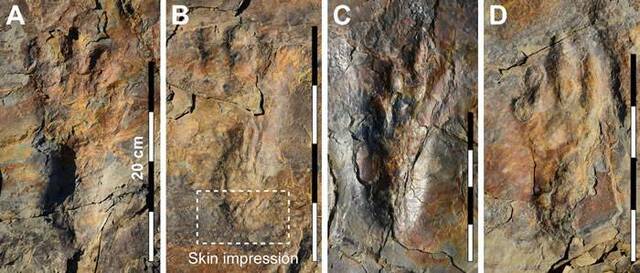 韩国发现的足迹化石来自双足行走的现代鳄鱼祖先 之前曾被认为是巨型翼龙足迹