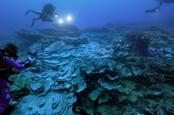 南太平洋群岛法属玻利尼西亚大溪地海域发现一片呈玫瑰状的巨大珊瑚礁