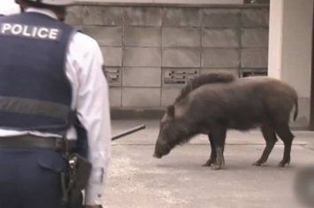 日本长野市老翁清晨散步突遇野猪袭击 尖牙刺臀部